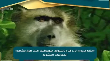 «متعة فريدة» تردد قناة ناشيونال جيوغرافيك أحدث طرق مشاهدة المغامرات المشوقة